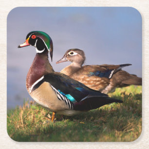 Lakeside, Wood Duck Square Paper Coaster