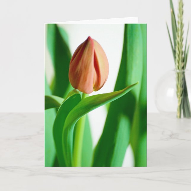 lala Tulip Card (Front)