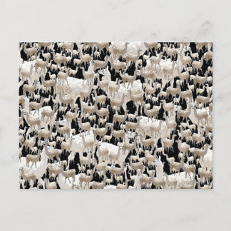Lama, carte postale Llama