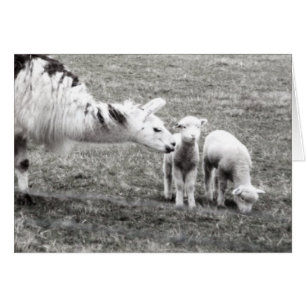 Lama et agneaux