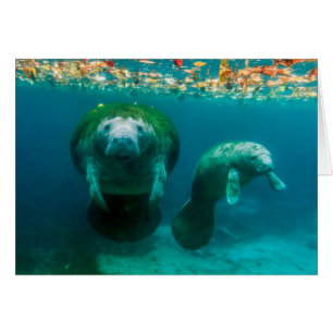 Lamantin mère avec son veau à Crystal River