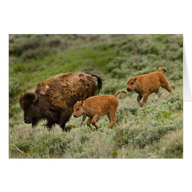 Lamar Valley Mini Stampede (Front Horizontal)