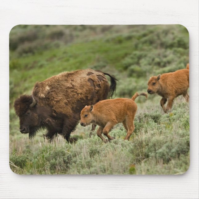 Lamar Valley Mini Stampede Mouse Pad (Front)