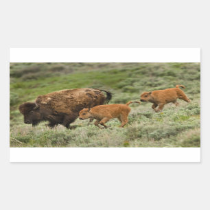 Lamar Valley Mini Stampede Sticker