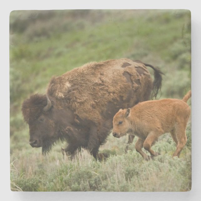 Lamar Valley Mini Stampede Stone Coaster (Front)