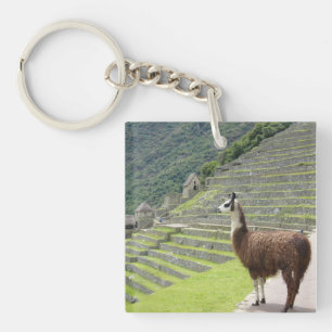 lamas