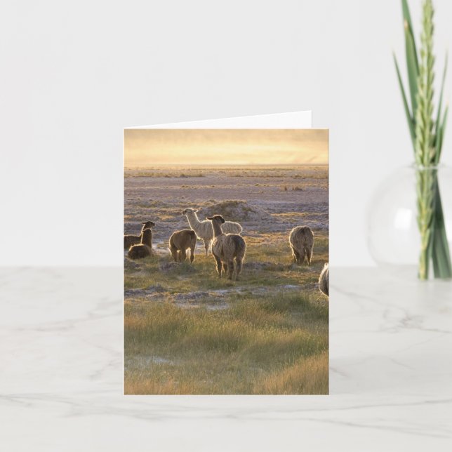Lamas in the Sunset Card (Front)