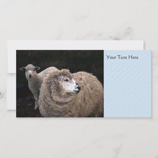 Lamb and Sheep (Front)