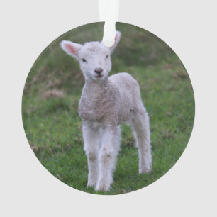 Lamb Baby Sheep Farm Animal