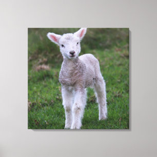 Lamb Baby Sheep Farm Animal Canvas Print