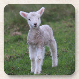 Lamb Baby Sheep Farm Animal Coaster