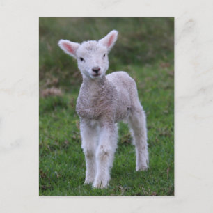 Lamb Baby Sheep Farm Animal Postcard