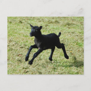 Lamb from Gotland sheep postcard