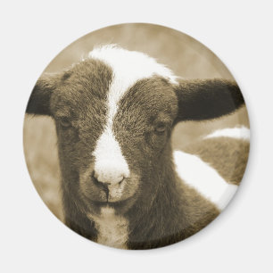 Lamb in Sepia  Magnet