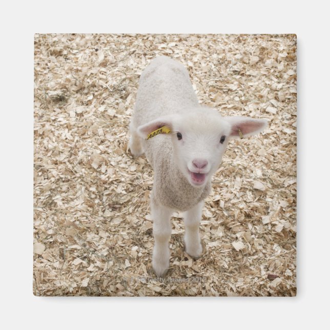 Lamb Magnet (Front)