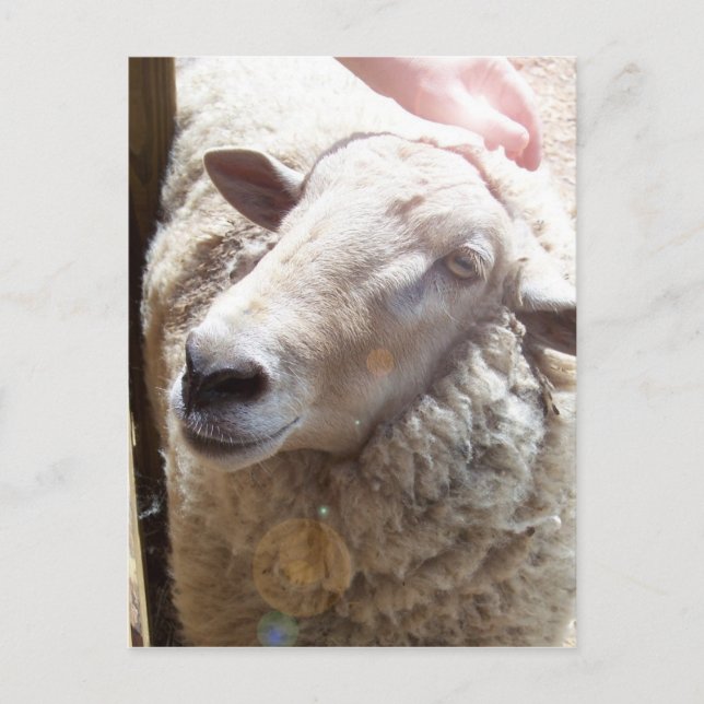 Lamb of God Christian Art Post Card (Front)