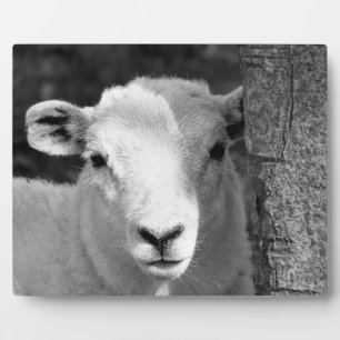 LAMB PLAQUE