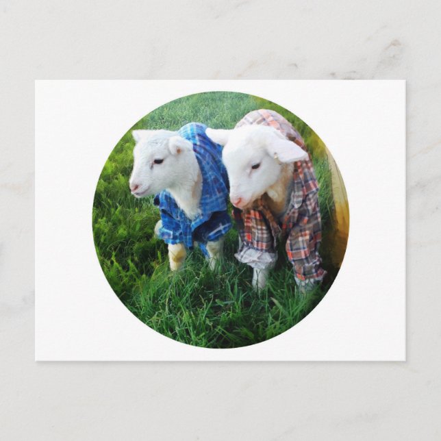 Lamb Postcard (Front)