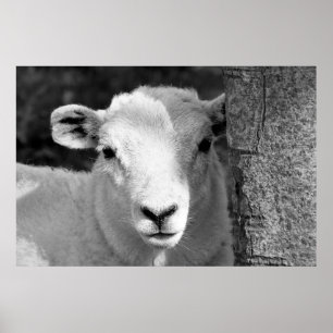 LAMB POSTER