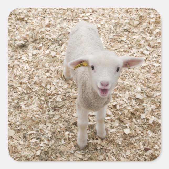 Lamb Square Sticker (Front)