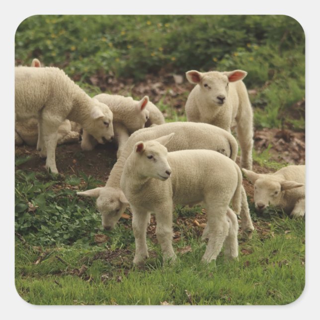 Lamb Square Sticker (Front)