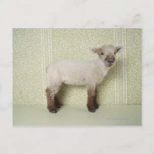 Lamb Standing Indoors, and Floral Wallpaper Postcard