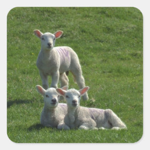 Lamb Stickers