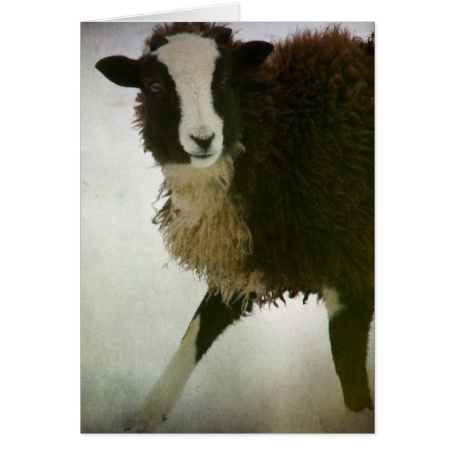 Lambchops Christmas (Front)