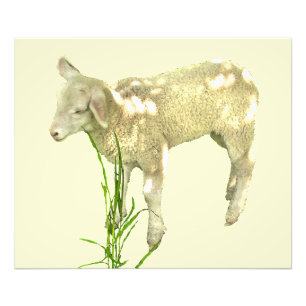 Lambe de bébé en herbe sur photo jaune Imprimer