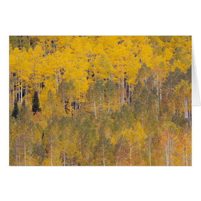 Lambert Hollow, aspen trees (Front Horizontal)