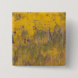 Lambert Hollow, aspen trees 2 Inch Square Button