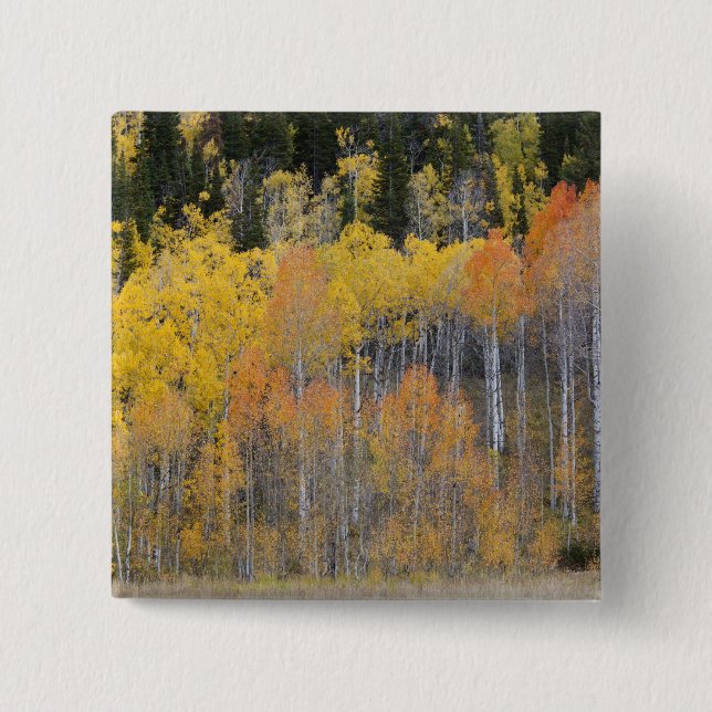 Lambert Hollow, aspen trees 2 Inch Square Button (Front)
