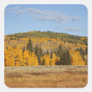 Lambert Hollow, aspen trees Square Sticker