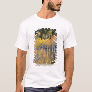 Lambert Hollow, aspen trees T-Shirt
