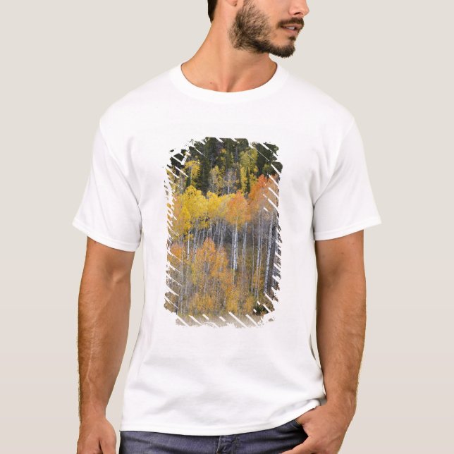 Lambert Hollow, aspen trees T-Shirt (Front)