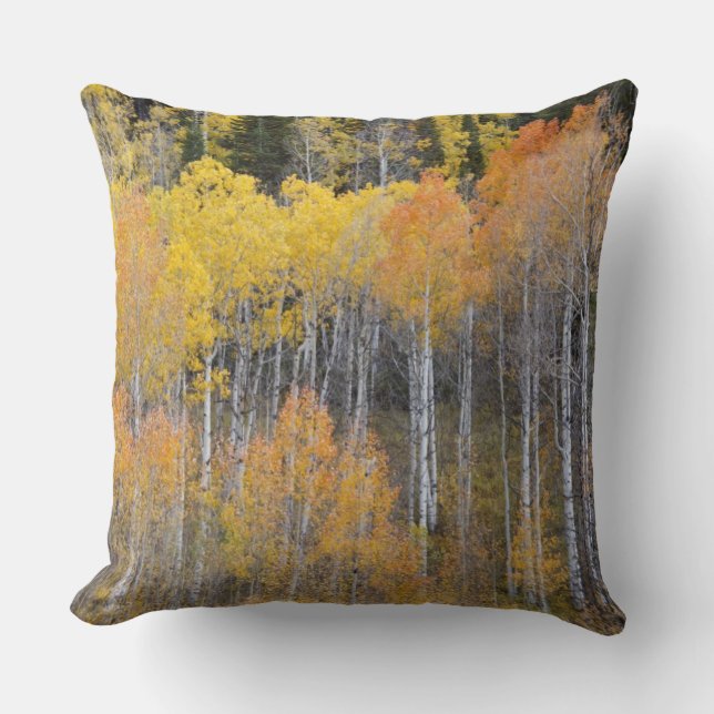 Lambert Hollow, aspen trees Throw Pillow (Front)