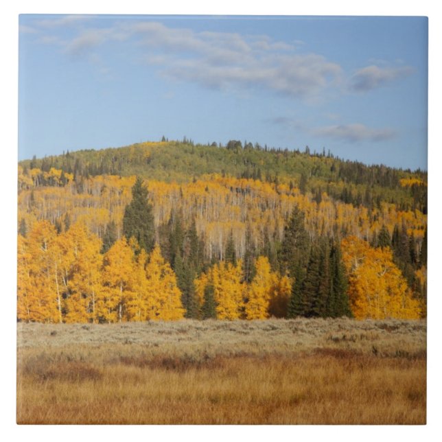 Lambert Hollow, aspen trees Tile (Front)