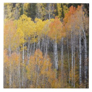 Lambert Hollow, aspen trees Tile