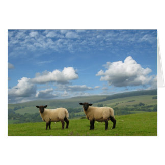 Lambs