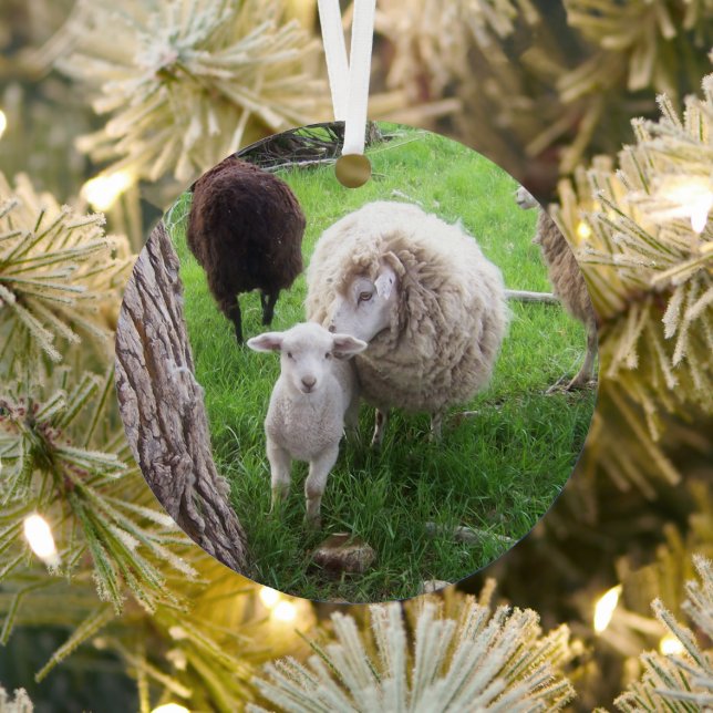 Lambs and Ewes Cuteness Defined Metal Ornament (Insitu)