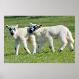 lambs poster
