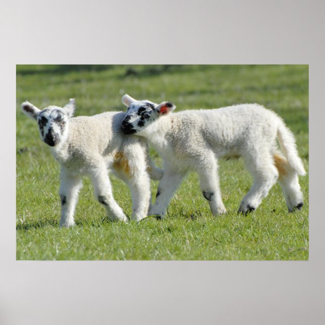 lambs poster (Front)