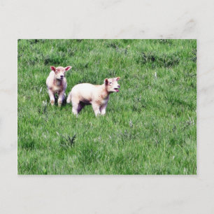 Lambs Sheep Postcard