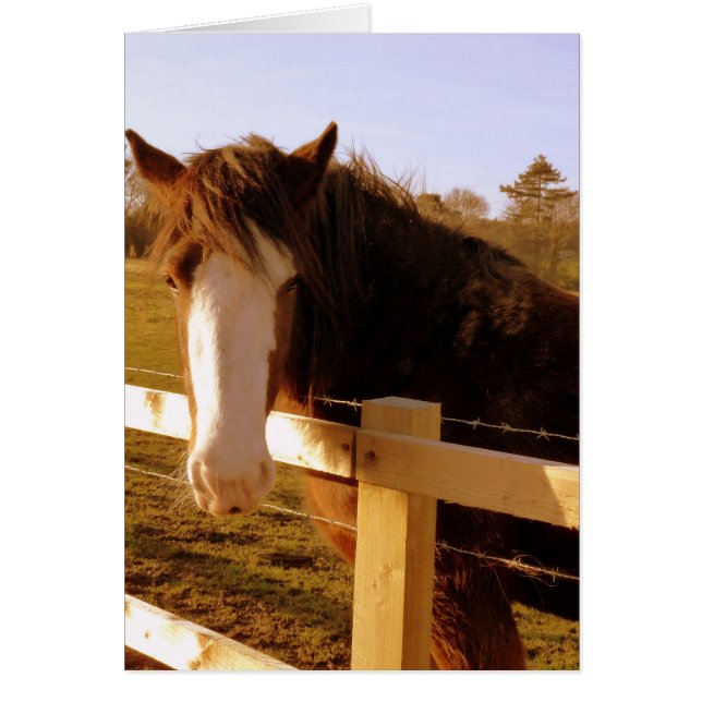 Lame blanche de cheval doux (Devant)