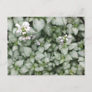 Lamium maculatum (White Nancy) postcard
