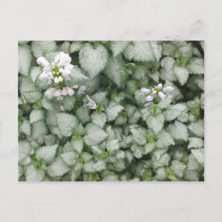 Lamium maculatum (White Nancy) postcard