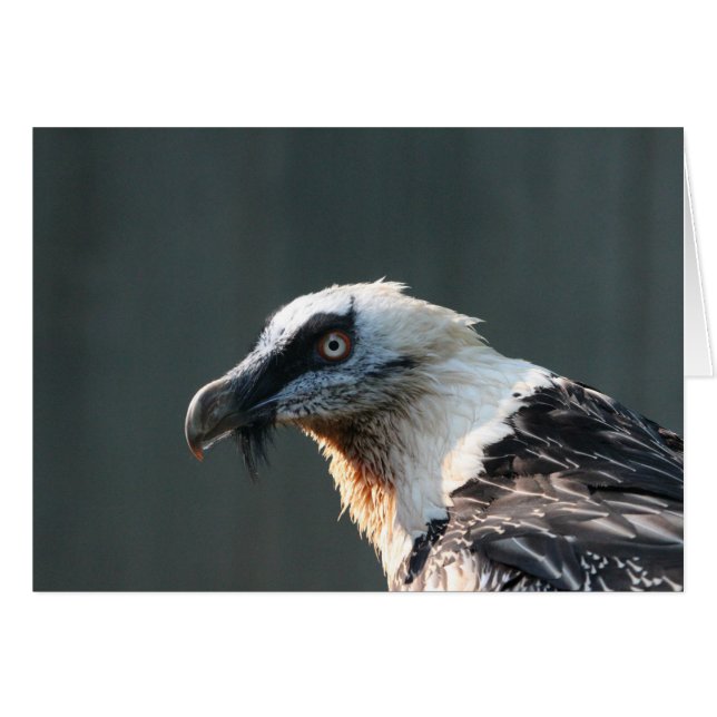 Lammergeier (Devant horizontal)