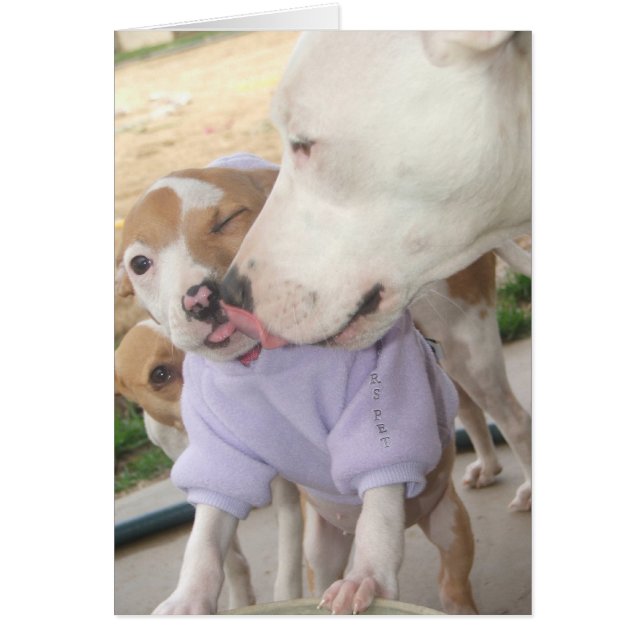 L'amour des chiots (Devant)