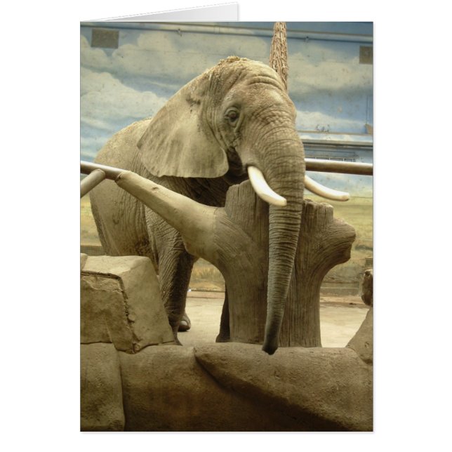 L'amour des éléphants (Devant)