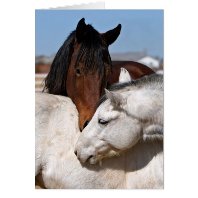 L'amour du cheval (Devant)